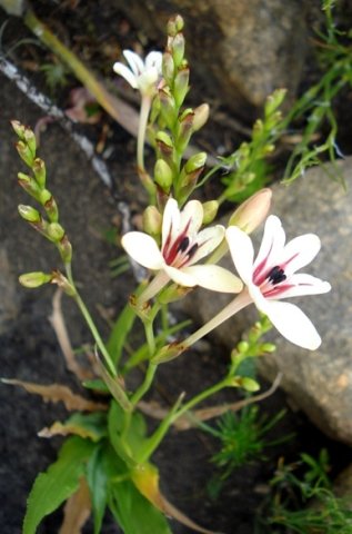 Tritonia undulata inflorescence